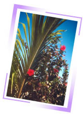 photo of flowers and plants